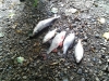 hilly_fields_dead_fish_2013-07-04-12-11-03