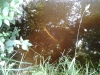 hilly_fields_dead_fish_2013-07-05-18-23-01